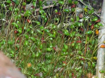 Funaria hygrometrica